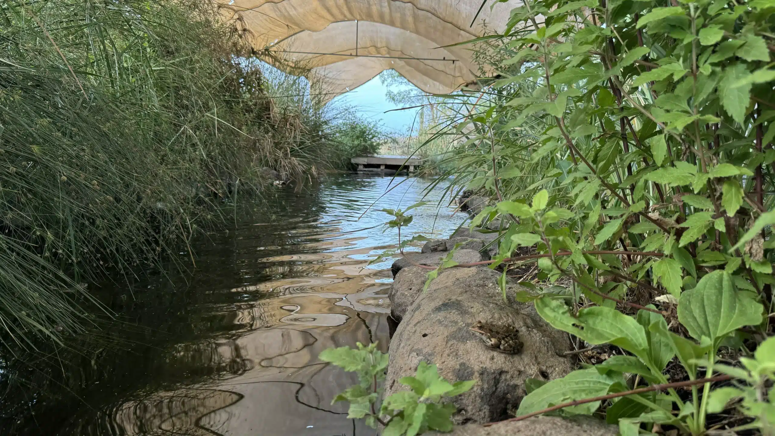 גן החיים — photo 6