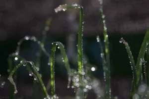 גן_החיים_סתיו (931 of 1178)