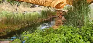 בריכה אקולוגית ייעוץ וליווי